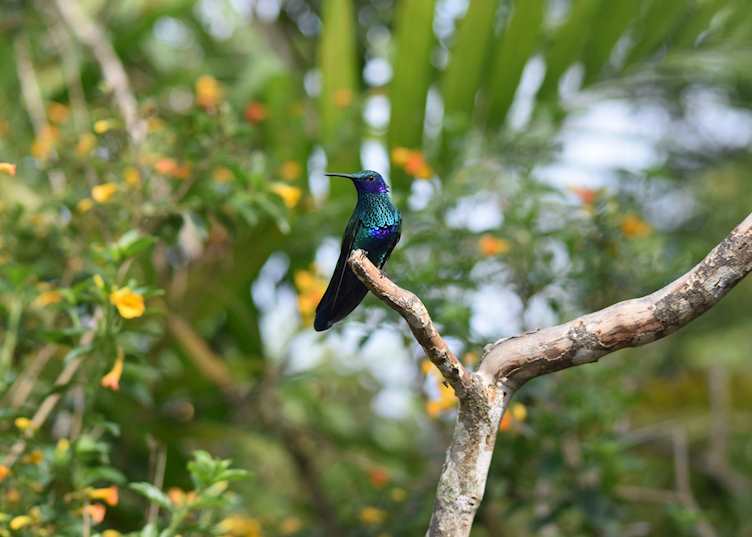 Hummingbird