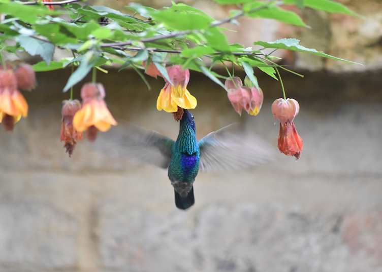 Hummingbird