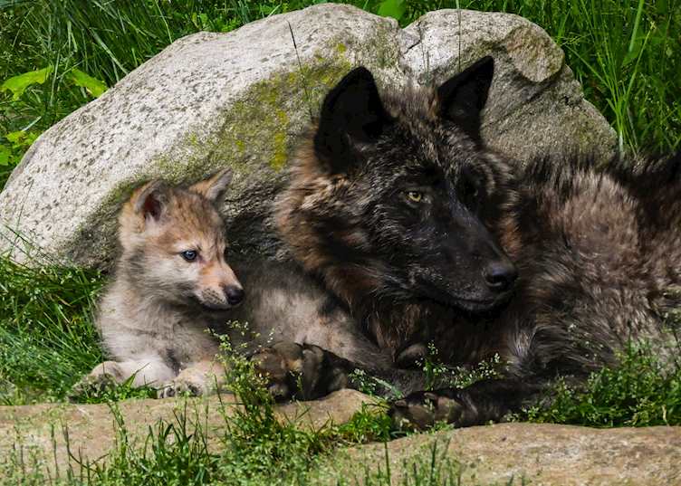 Haliburton Forest Wolf Centre, Haliburton, Ontario