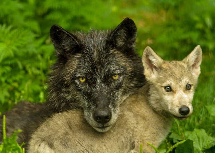 Haliburton Forest Wolf Centre, Haliburton, Ontario