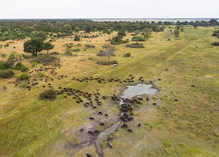 Xakanaxa game drive