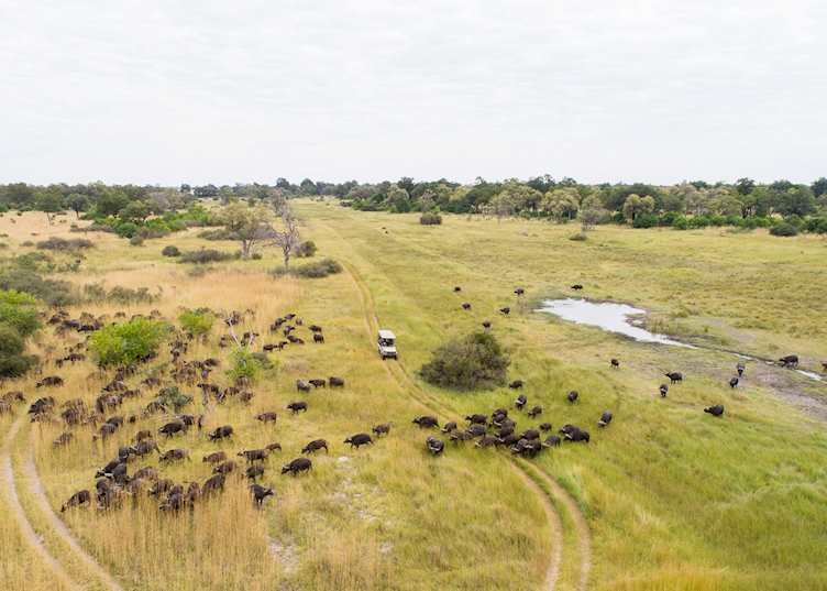 Xakanaxa flood plain