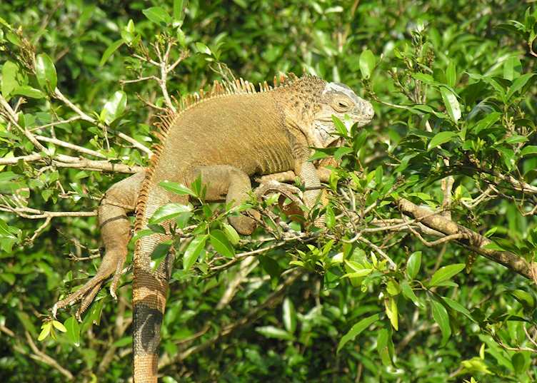 Iguana, Costa Rica