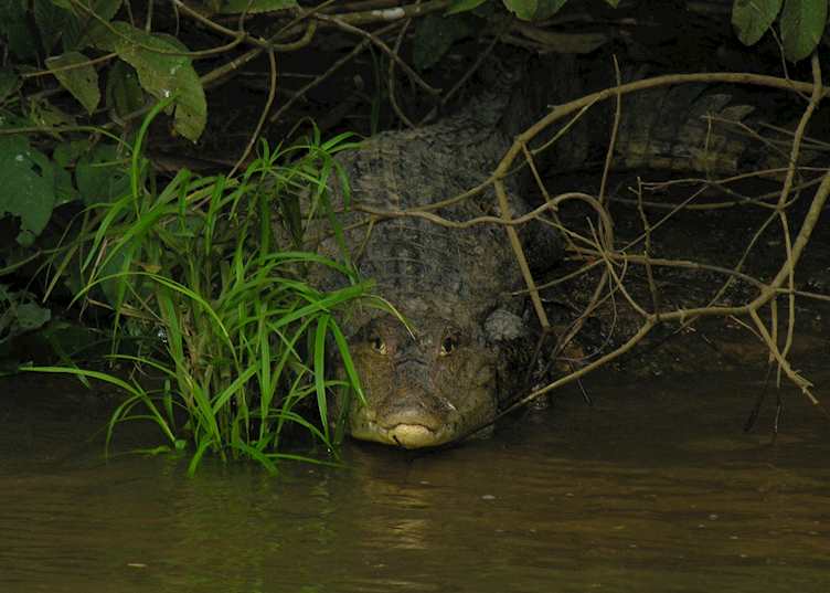 Caiman, Caño Negro