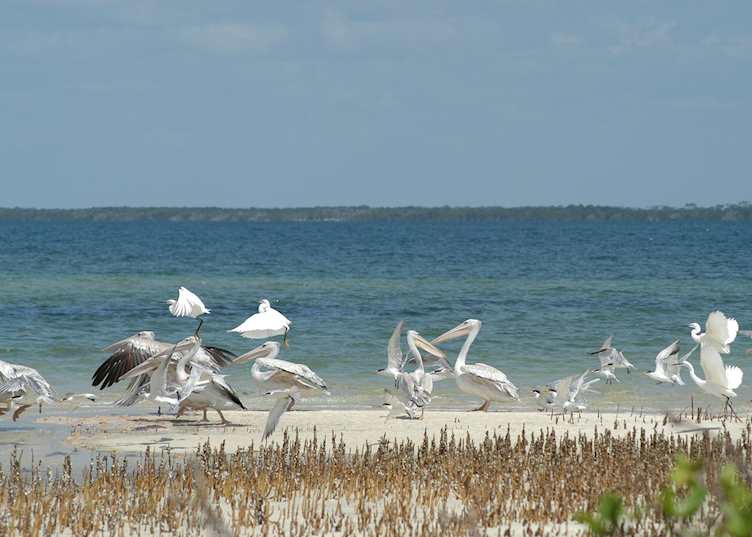 Pelicans and egrets on the Watamu coast