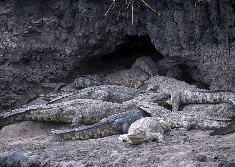 Crocodiles in Katavi