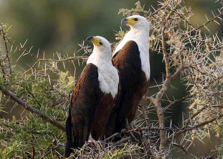 Fish eagles - Katavi National Park