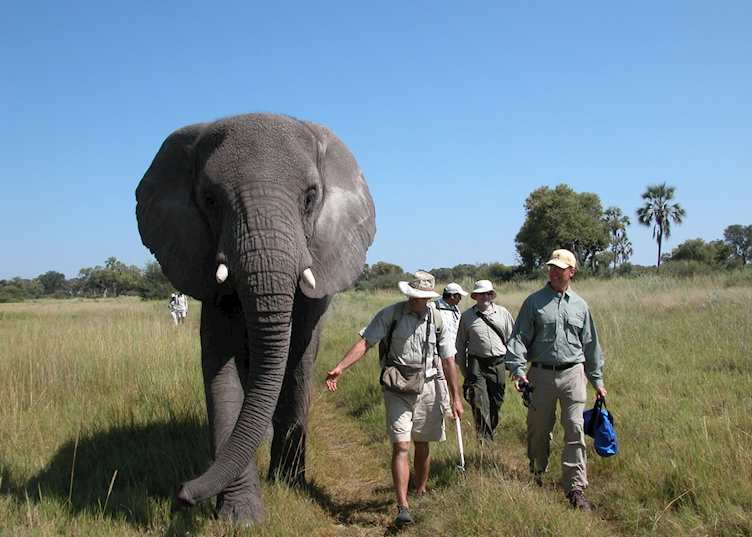 Walking with elephants in the Abu Concession