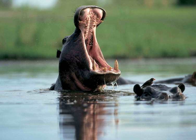 Hippo yawn