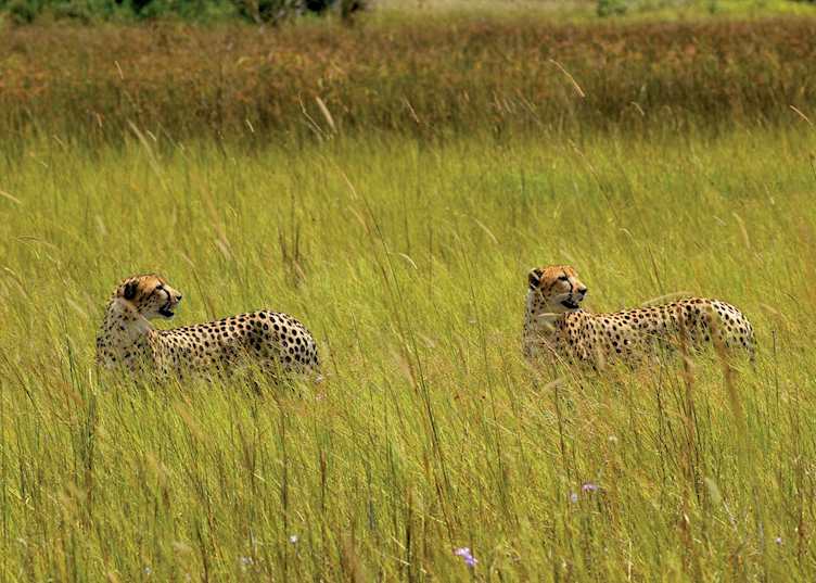 Cheetah on Chief's Island