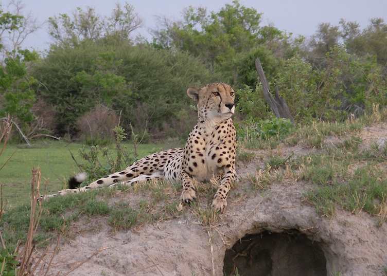 Cheetah on a termite mound