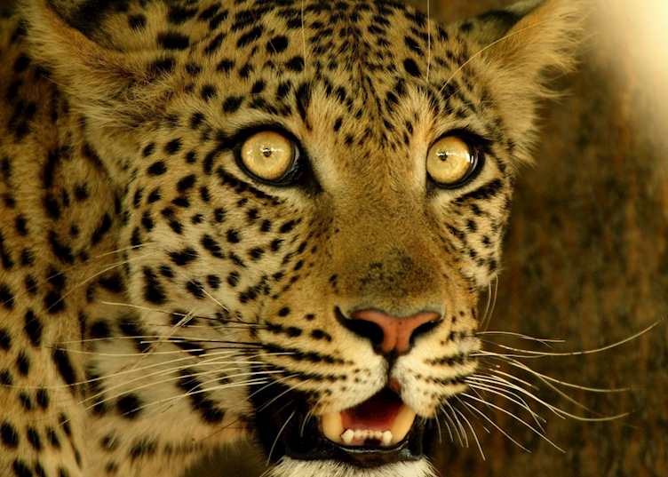 Leopard, Chitabe Concession