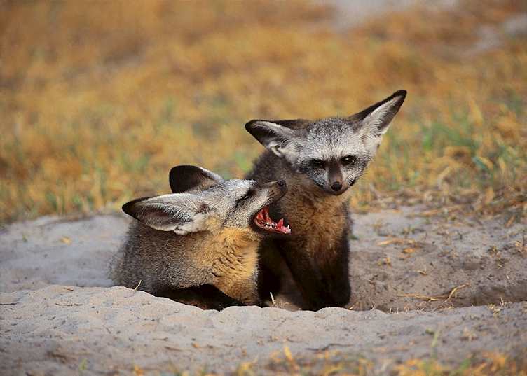 Bat-eared foxes in the Chitabe Concession