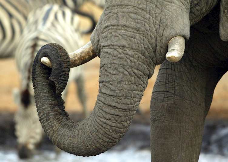 Elephant trunk