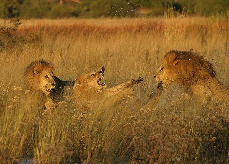 Male lion fighting