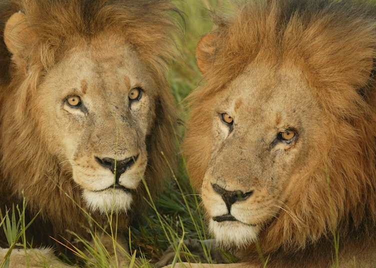 Lion in the Duba Concession