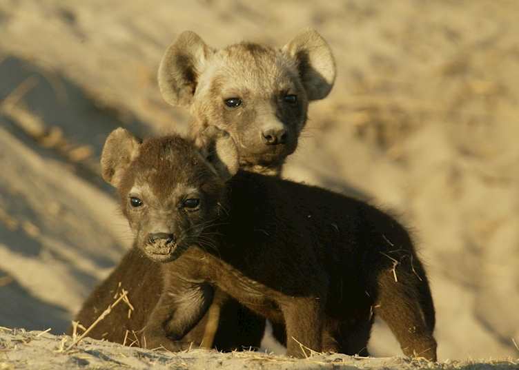 Brown hyena pups