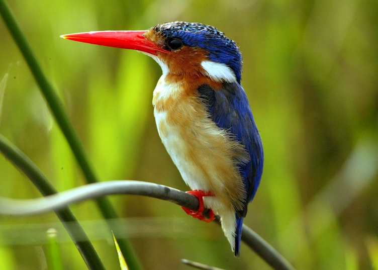 Malachite kingfisher