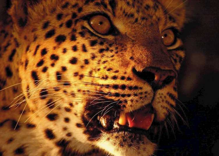 Leopard
