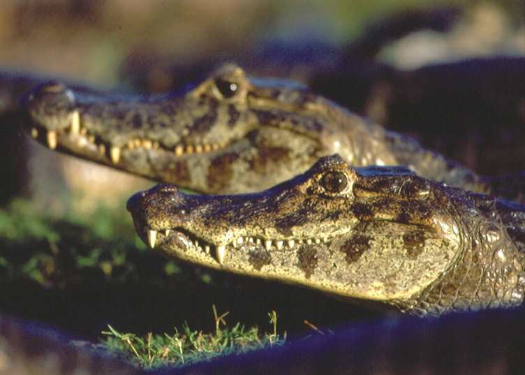 Caiman in the Pantanal