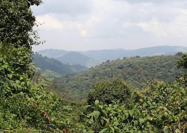 Bwindi Impenetrable Forest National Park