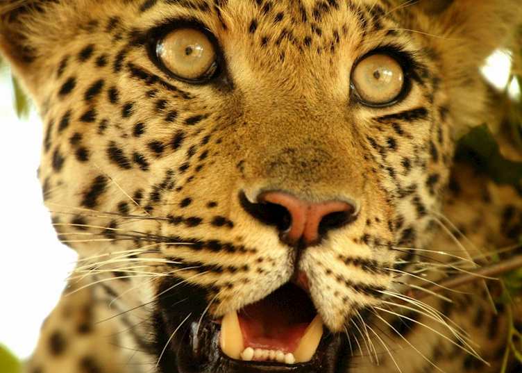 Leopard
