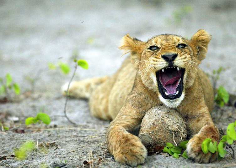 Lion cub and elephant dung