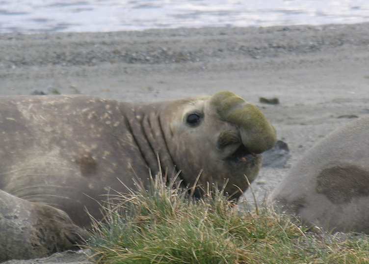 Elephant Seal