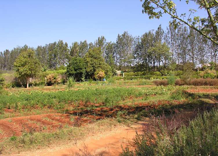 Farm at Shreyas, Bangalore