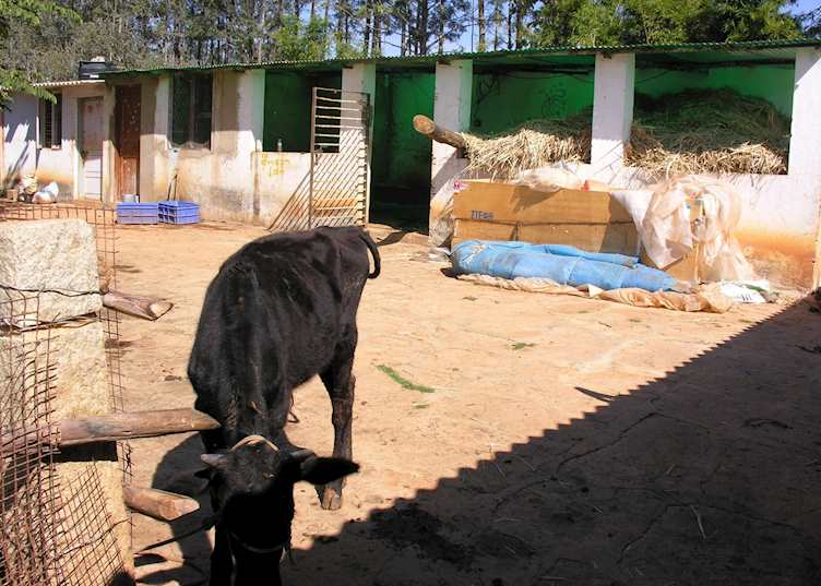 Farm at Shreyas, Bangalore