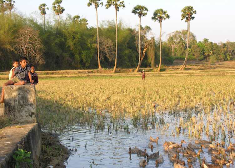 Paddy fields at Palakkad
