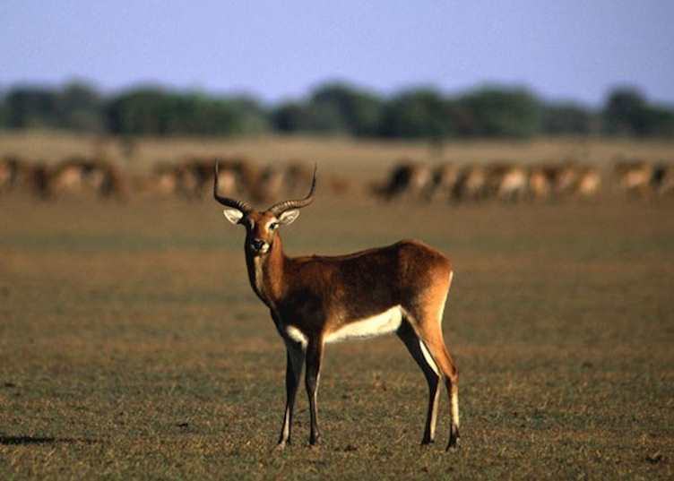 Lechwe, Bangweulu Wetlands