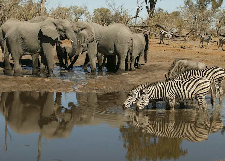 A busy waterhole in the Linyanti Concession