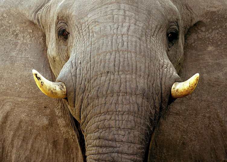 Moremi Wildlife Reserve, Botswana