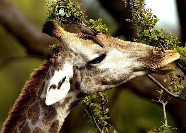 Red billed oxpecker on a giraffe