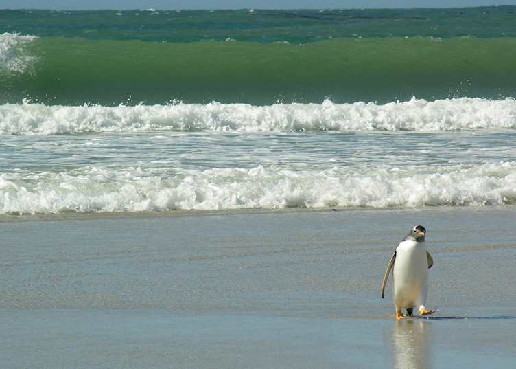 A gentoo penguin, Pebble Island, The Falkland Islands