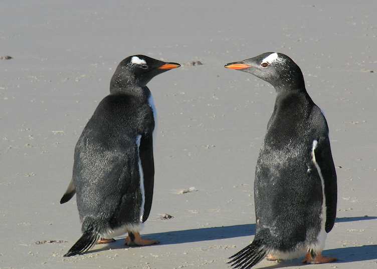 Gentoos, Pebble Island, The Falkland Islands