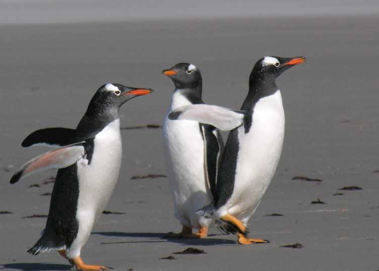 Gentoo penguins, Pebble Island, The Falkland Islands