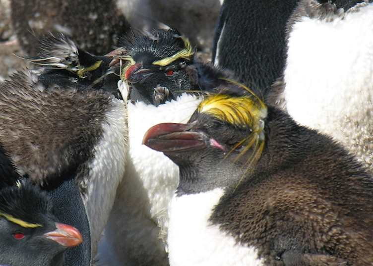 A macaroni penguin, Pebble Island, The Falkland Islands