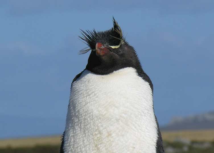 Rockhopper penguin, West Point Island