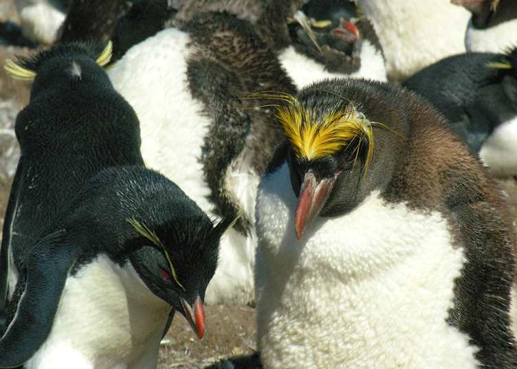 A rockhopper (left) and a macaroni on Pebble Island