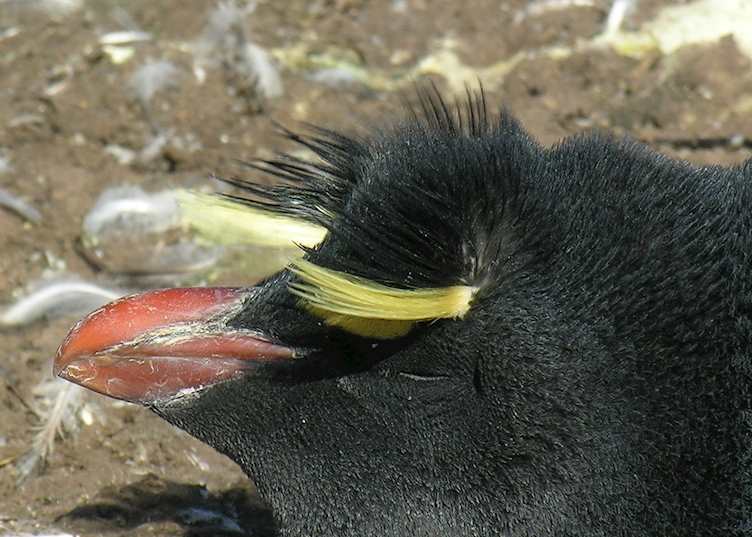 Rockhopper penguin, West Point Island