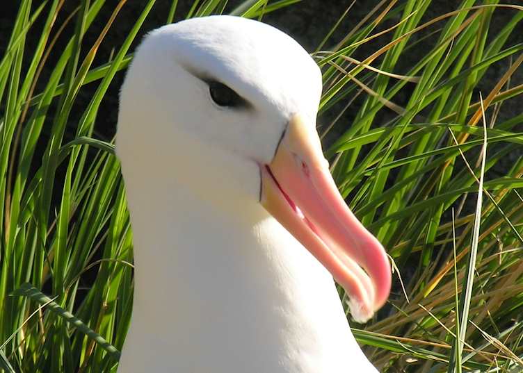 Black-browed albatross, West Point Island