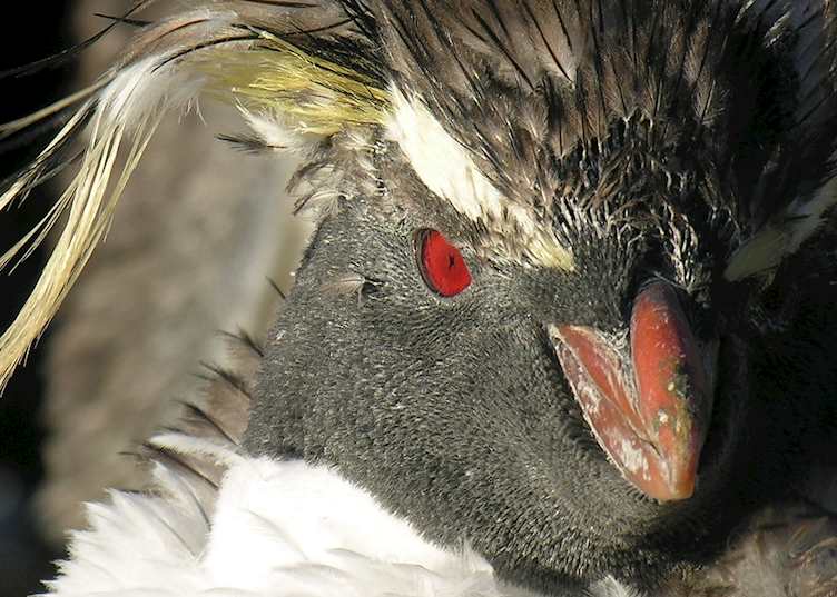 Rockhopper penguin, West Point Island