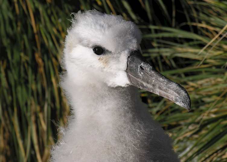 Black-Browed Albatross, West Point Island