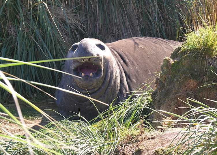 Elephant Seal, Carcass Island, The Falkland Islands