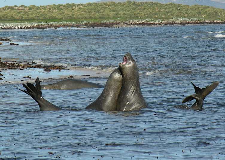 Elephant seals, Carcass Island, The Falkland Islands