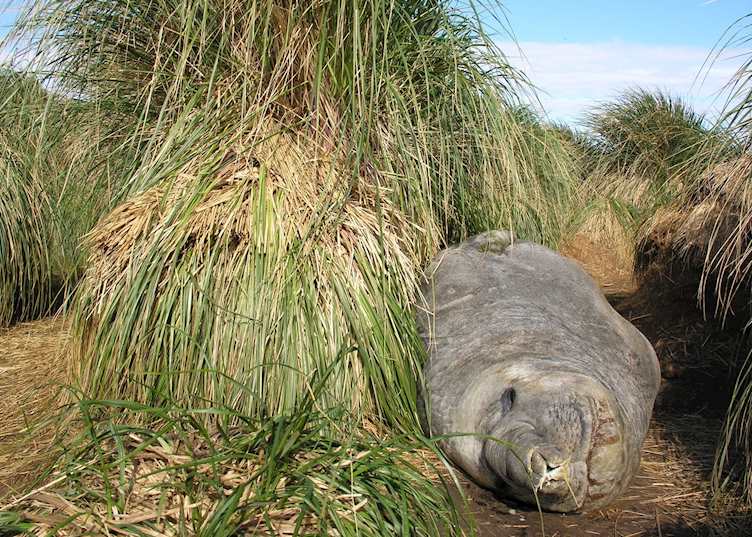 Elephant seal, Carcass Island, The Falkland Islands