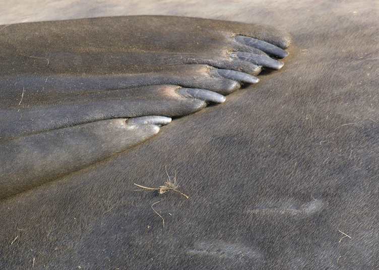 The manicured fingers of an Elephant Seal, Carcass Island, The Falkland Islands
