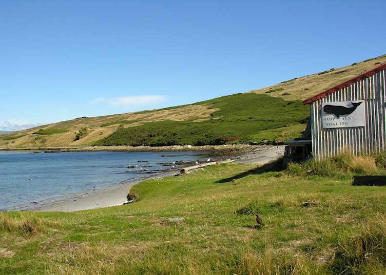 Carcass Island, The Falkland Islands